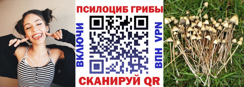 Псилоцибиновые грибы Cubensis  закладки  Мещовск 